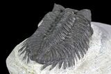Coltraneia Trilobite Fossil - Huge Faceted Eyes #137325-2